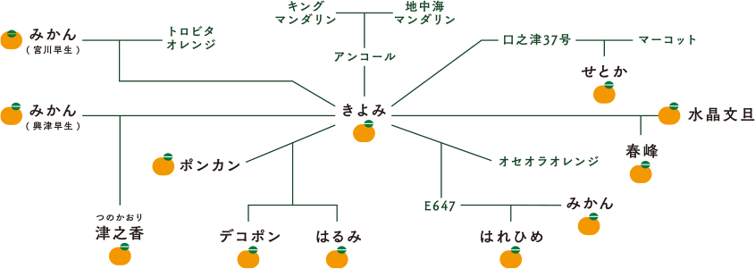 柑橘類の血脈図